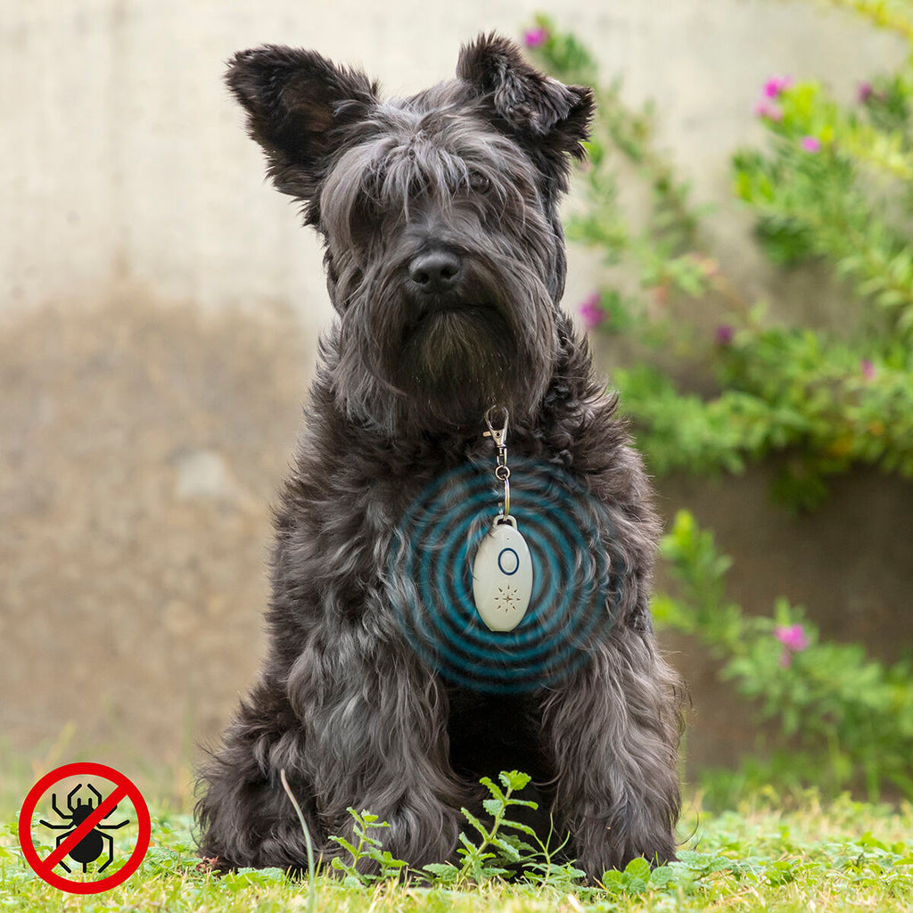 Repelente por ultrasonidos para mascotas enganchado a un collar