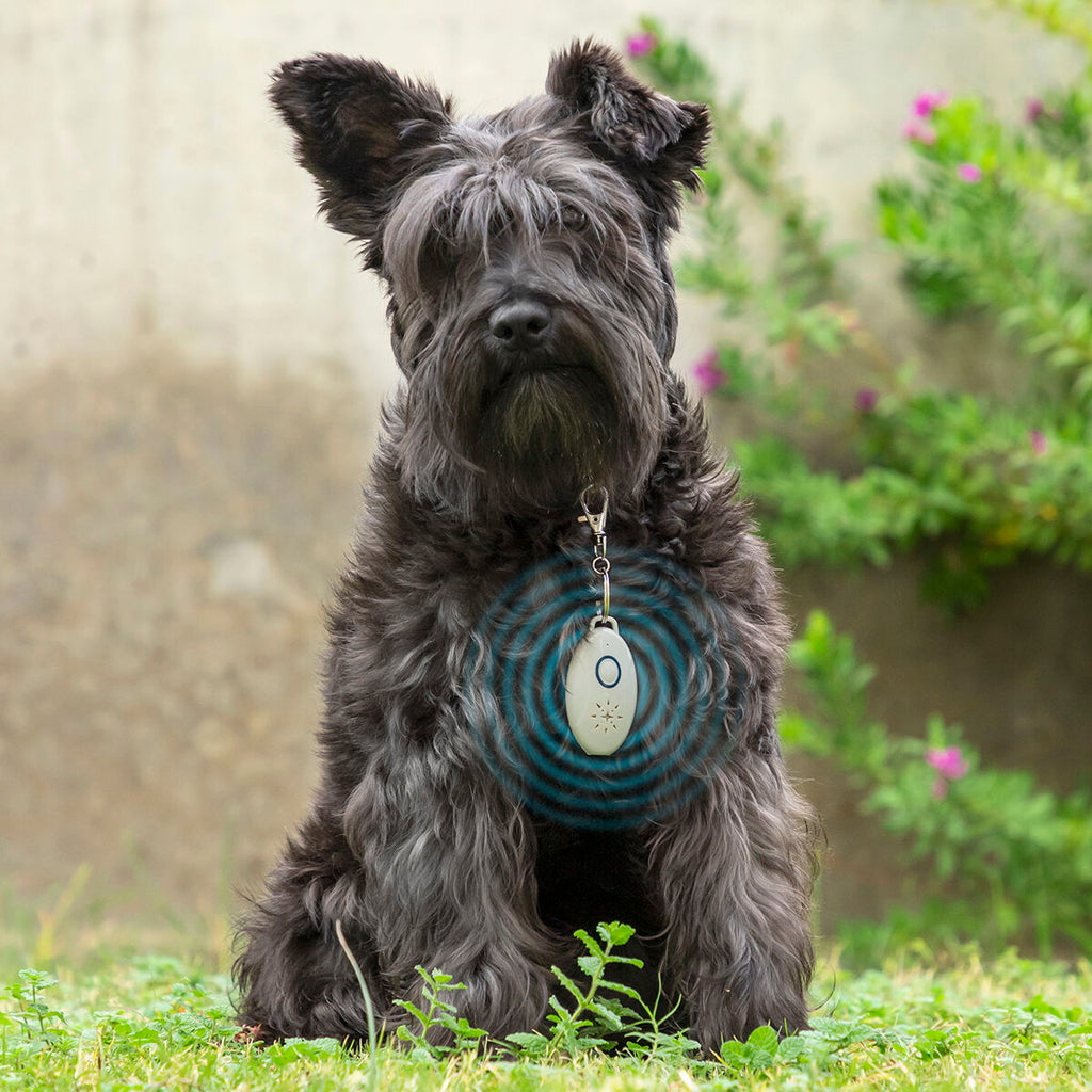 Repelente por ultrasonidos para mascotas enganchado a un collar