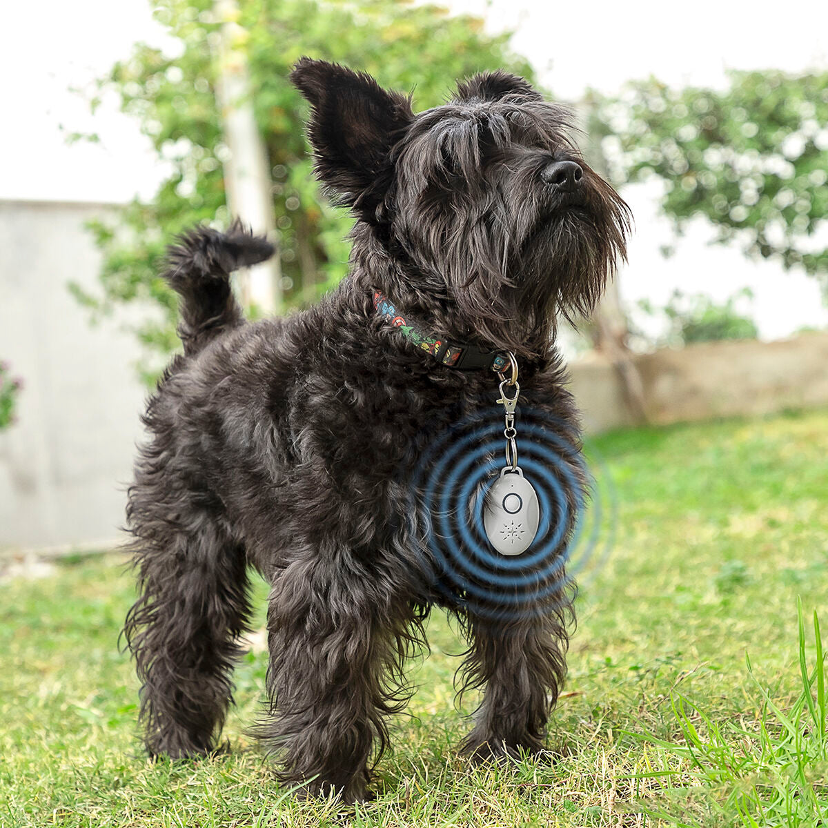 Repelente por ultrasonidos para mascotas enganchado a un collar