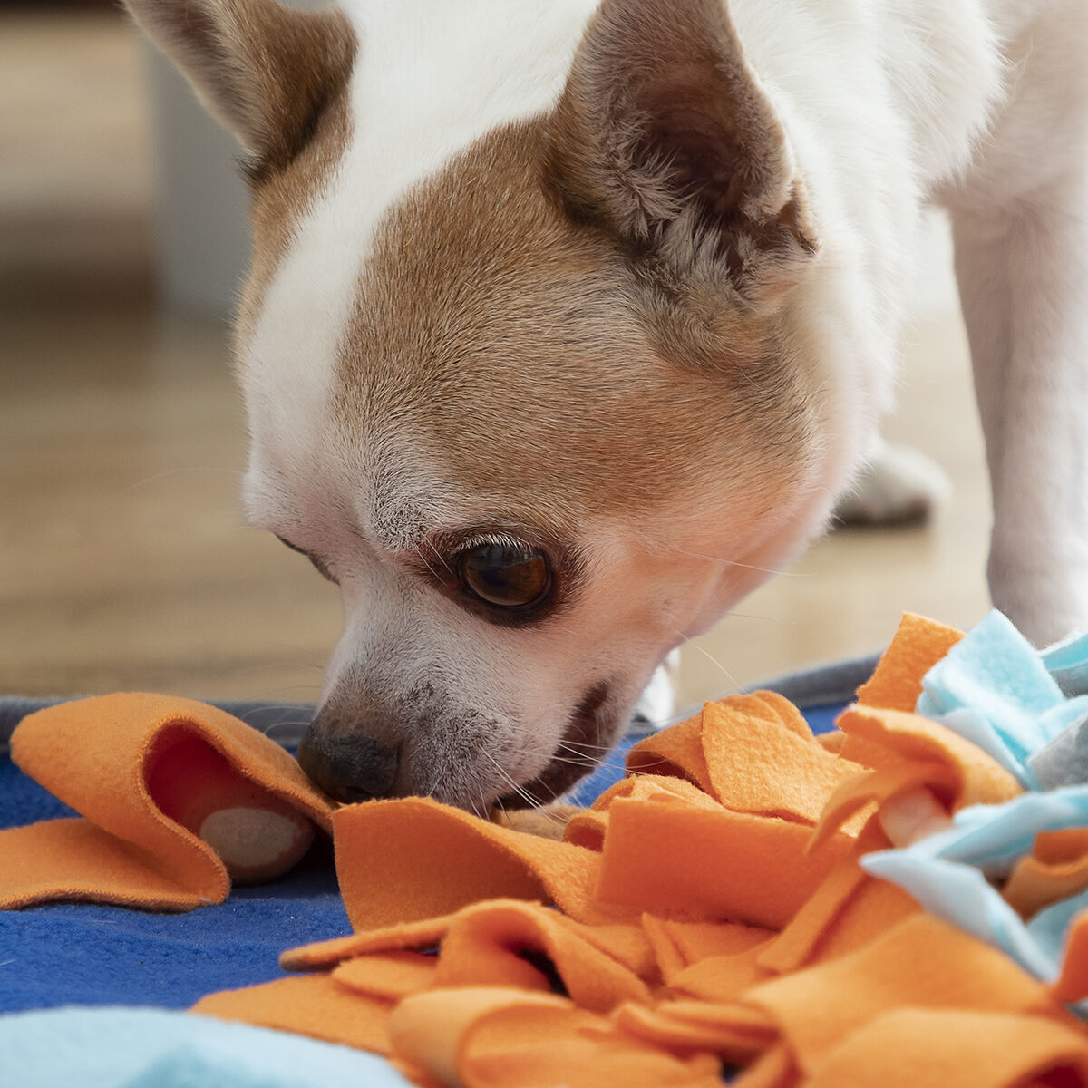 Alfombra olfativa plegable para perros Nuzzo